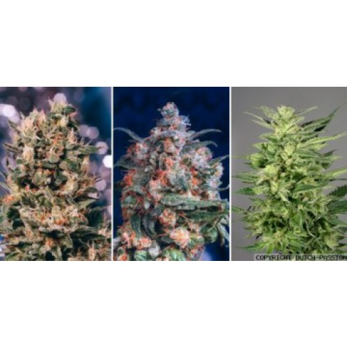 Dutch Passion Colour Mix 5 - 6 female Seeds Dutch Passion Colour Mix 5 - 6 female Seeds