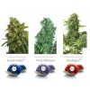 Dutch Passion Colour Mix 6 ' Autoflowering female Seeds Dutch Passion Colour Mix 6 ' Autoflowering female Seeds