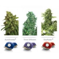 Dutch Passion Colour Mix 7 ' Autoflowering female Seeds  