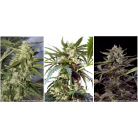 Dutch Passion Colour Mix 6 ' Autoflowering female Seeds  