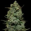 Barney's Farm Crimea Blue female Seeds Barney's Farm Crimea Blue female Seeds