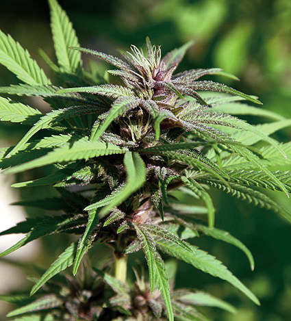 Barney's Farm Crimea Blue female Seeds Barney's Farm Crimea Blue female Seeds