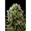 Dinafem Critical Jack Automatic female Seeds Dinafem Critical Jack Automatic female Seeds