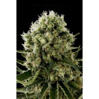 Dinafem Critical Jack female Seeds  