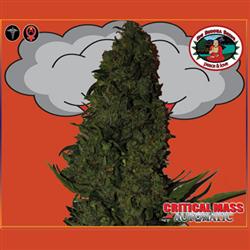 Big Buddha Seeds King Kong female seeds  