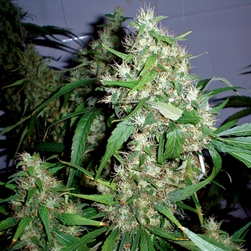Barney's Farm Critical Rapido Auto female Seeds Barney's Farm Critical Rapido Auto female Seeds