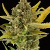 Dinafem Critical Cheese female Seeds Dinafem Critical Cheese female Seeds