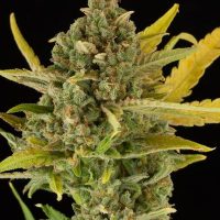 Dinafem Critical Cheese Auto female Seeds  
