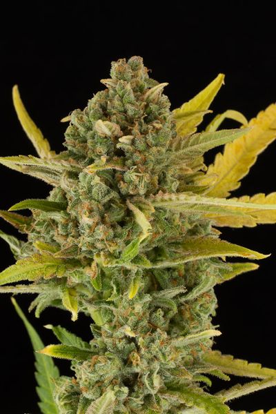 Dinafem Critical Cheese Auto female Seeds Dinafem Critical Cheese Auto female Seeds