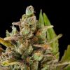 Dinafem Critical Jack female Seeds Dinafem Critical Jack female Seeds