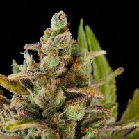 Dinafem Critical Kush female Seeds  
