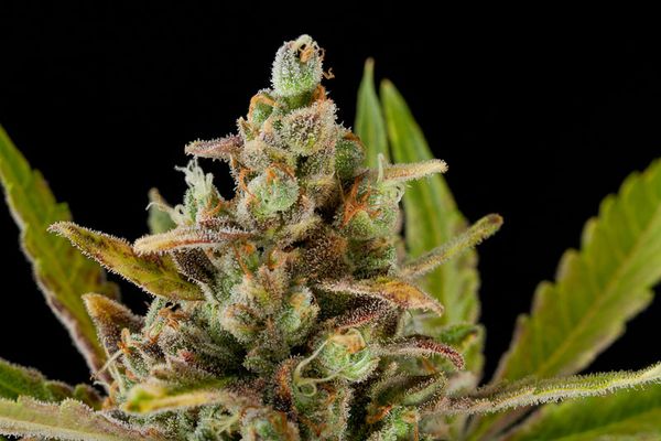 Dinafem Critical Kush female Seeds Dinafem Critical Kush female Seeds