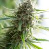 Dinafem Critical Kush female Seeds Dinafem Critical Kush female Seeds