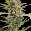 Dinafem Cheese XXL Auto female Seeds Dinafem Cheese XXL Auto female Seeds