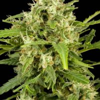 Dinafem Critical + Automatic female Seeds  