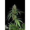 Dinafem Critical + Automatic female Seeds  