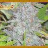 Dr Krippling Seeds The Incredible Bulk Dr Krippling Seeds The Incredible Bulk