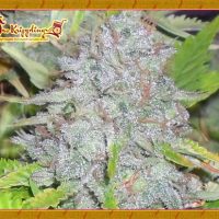 Dr Krippling Seeds Delhi Friend  