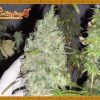 Dr Krippling Seeds Delhi Friend Dr Krippling Seeds Delhi Friend