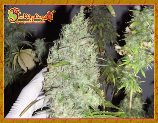 Dr Krippling Seeds The Incredible Bulk Dr Krippling Seeds The Incredible Bulk