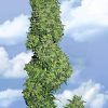 Flying Dutchmen Dutch Delight female Seeds Flying Dutchmen Dutch Delight female Seeds