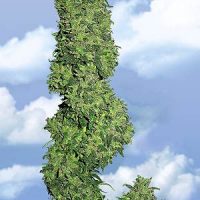 Flying Dutchmen Dame Blanche female Seeds  