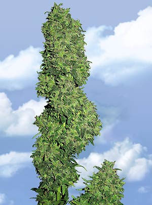 Flying Dutchmen Dame Blanche female Seeds Flying Dutchmen Dame Blanche female Seeds