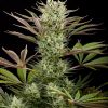 Dinafem Diesel female Seeds Dinafem Diesel female Seeds