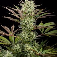 Dinafem Deep Cheese female Seeds  