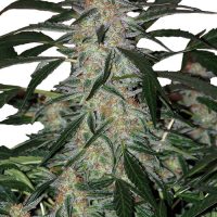 Buddha Seeds Deimos Auto female Seeds  