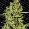 Paradise Seeds Belladonna  
