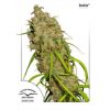 Dutch Passion Durban Poison female Seeds Dutch Passion Durban Poison female Seeds