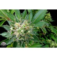 Dinafem Diesel female Seeds  