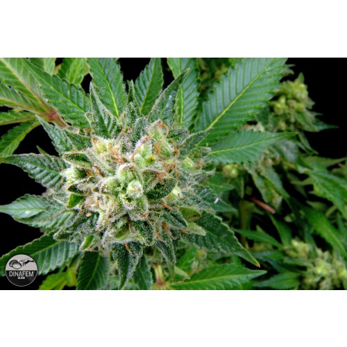 Dinafem Diesel female Seeds Dinafem Diesel female Seeds
