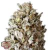 Heavyweight Seeds Champion female Seeds  