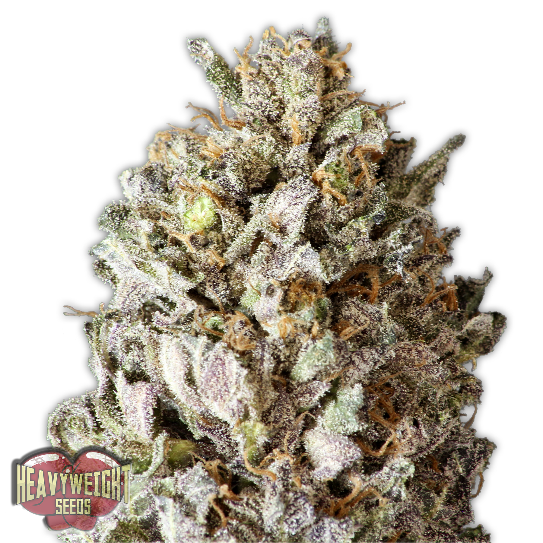 Heavyweight Seeds Diesel Drift female seeds Heavyweight Seeds Diesel Drift female seeds