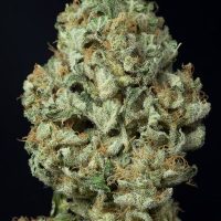 Dinafem Dinamex AUTO female Seeds  