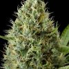 Dinafem Dinamex AUTO female Seeds  