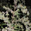 Barney's Farm Critical Rapido Auto female Seeds Barney's Farm Critical Rapido Auto female Seeds