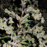 Barney's Farm Dr Grinspoon female Seeds  