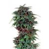 Dutch Passion Dutch Cheese female Seeds Dutch Passion Dutch Cheese female Seeds