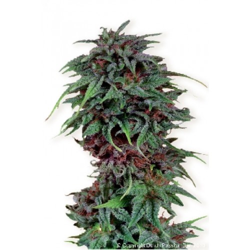 Dutch Passion Durban Poison female Seeds Dutch Passion Durban Poison female Seeds