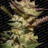 Paradise Seeds Durga Mata II CBD Paradise Seeds Durga Mata II CBD