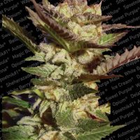 Paradise Seeds Durga Mata  