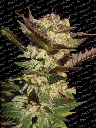 Paradise Seeds Durga Mata Paradise Seeds Durga Mata