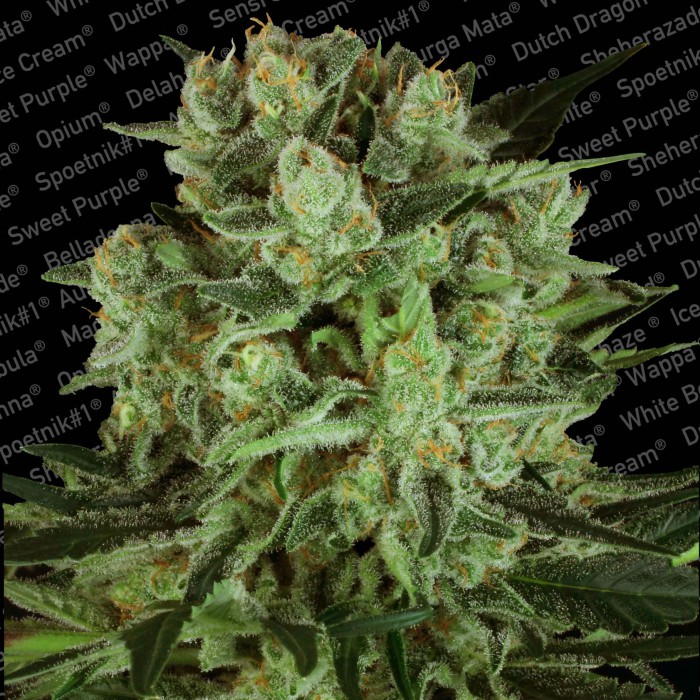 Paradise Seeds Durga Mata II CBD Paradise Seeds Durga Mata II CBD