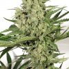 Dutch Passion Dutch Haze female Seeds Dutch Passion Dutch Haze female Seeds