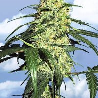 Flying Dutchmen Dutch Delight female Seeds  