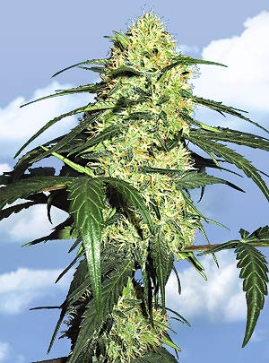 Flying Dutchmen Dutch Delight female Seeds Flying Dutchmen Dutch Delight female Seeds