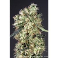 Dutch Passion Dutch Haze female Seeds  